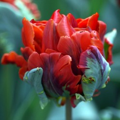 Тюльпан Rococo (x5) ,размер 10/11